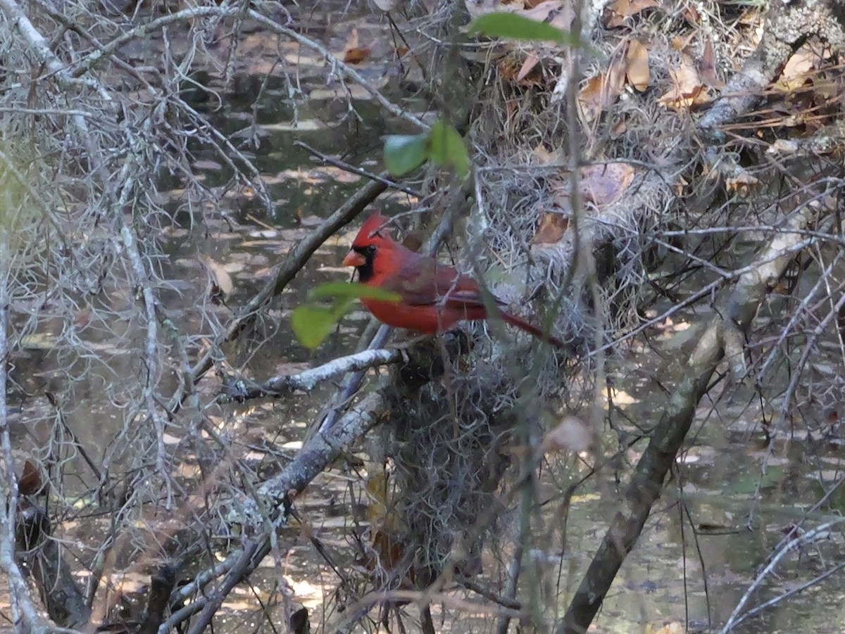 rødkardinal - ML646007966