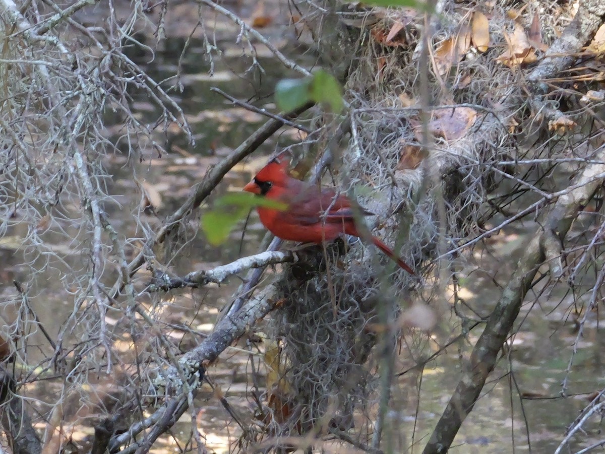 rødkardinal - ML646007967