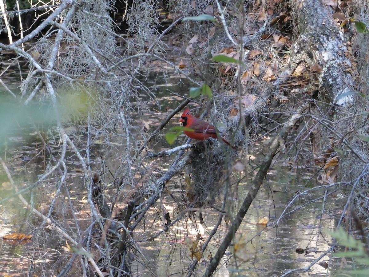 rødkardinal - ML646007968