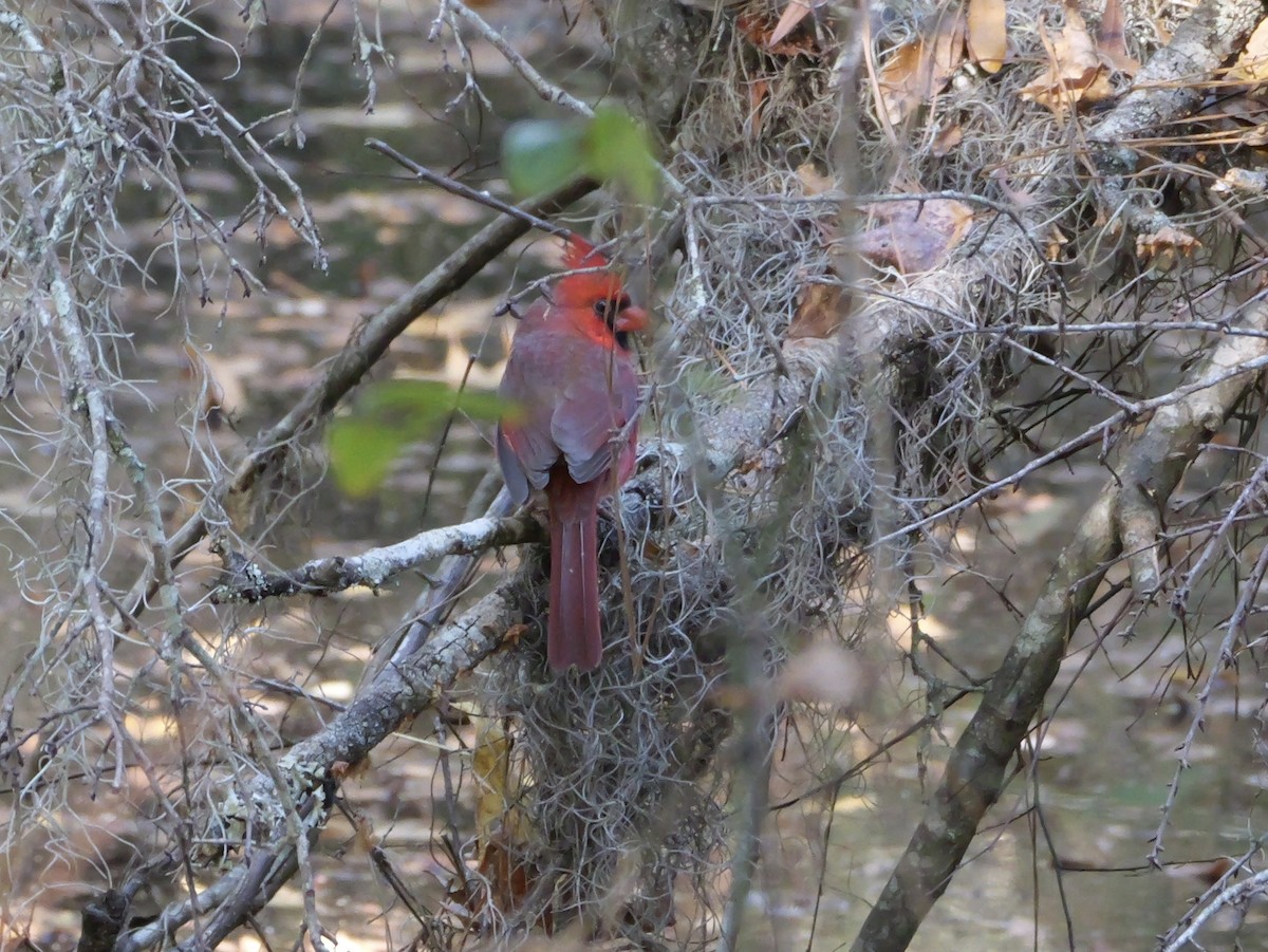 rødkardinal - ML646007969