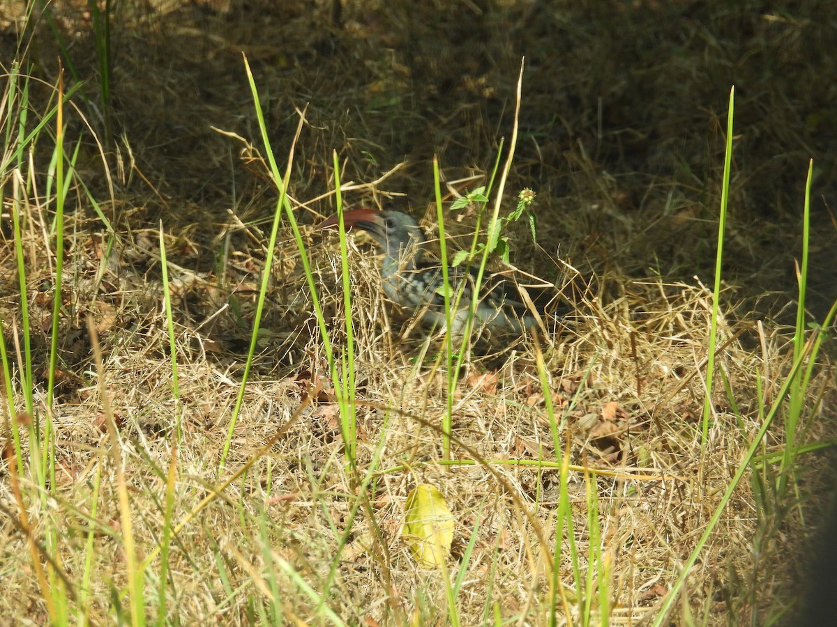 rødnebbtoko - ML646007970