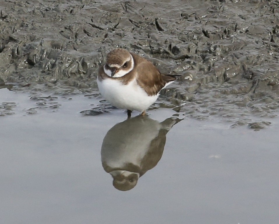 amerikasandlo - ML646007971