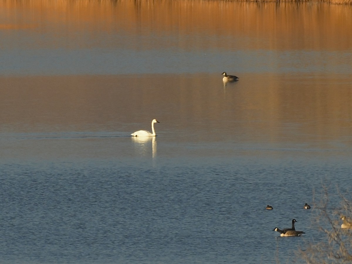 dvergsvane - ML646007985