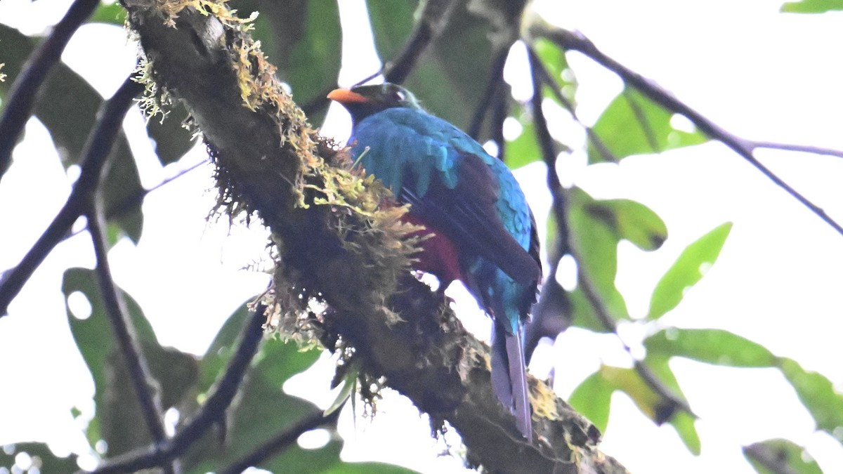 svartstjertketsal - ML646007987