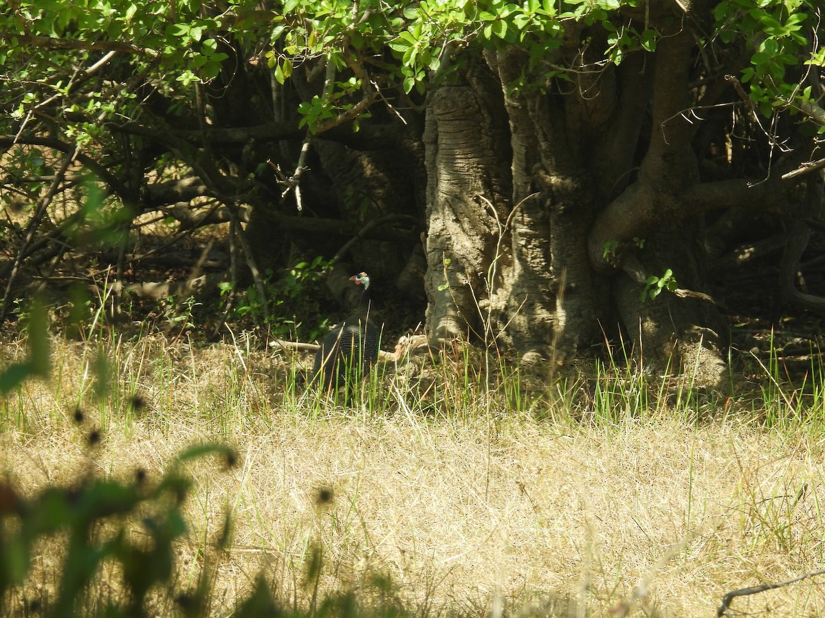 hjelmperlehøne - ML646007988