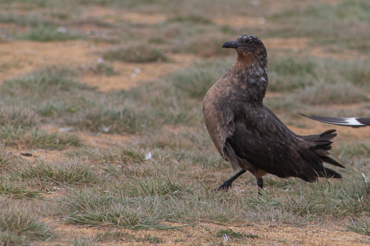 kaneljo - ML646007989