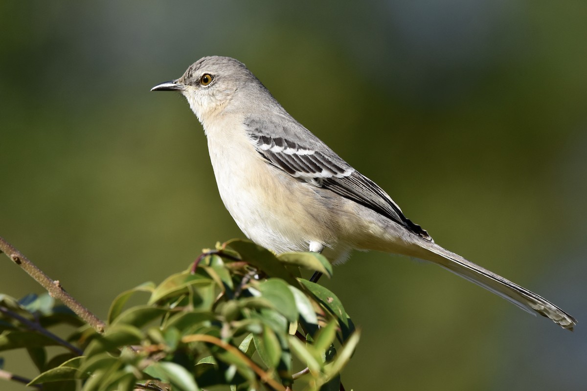 sangspottefugl - ML646007991