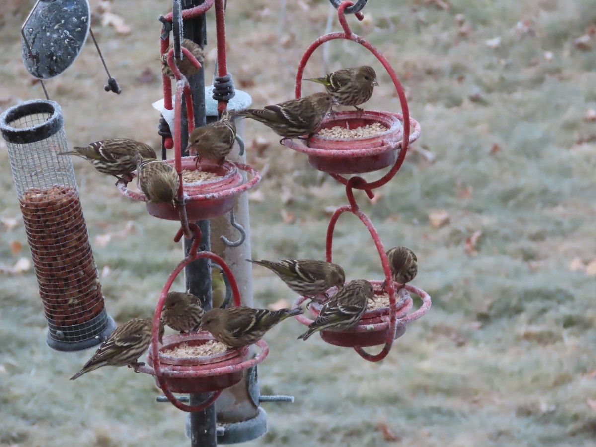 stripesisik - ML646008003