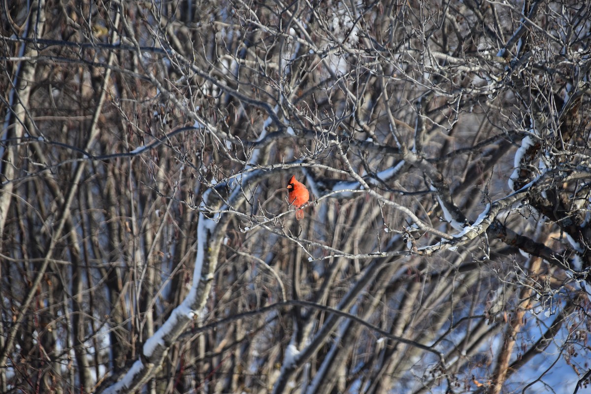 Northern Cardinal - ML646008007