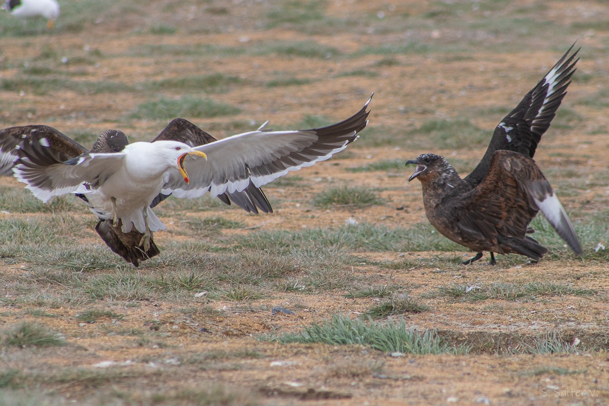 Chilean Skua - ML646008009