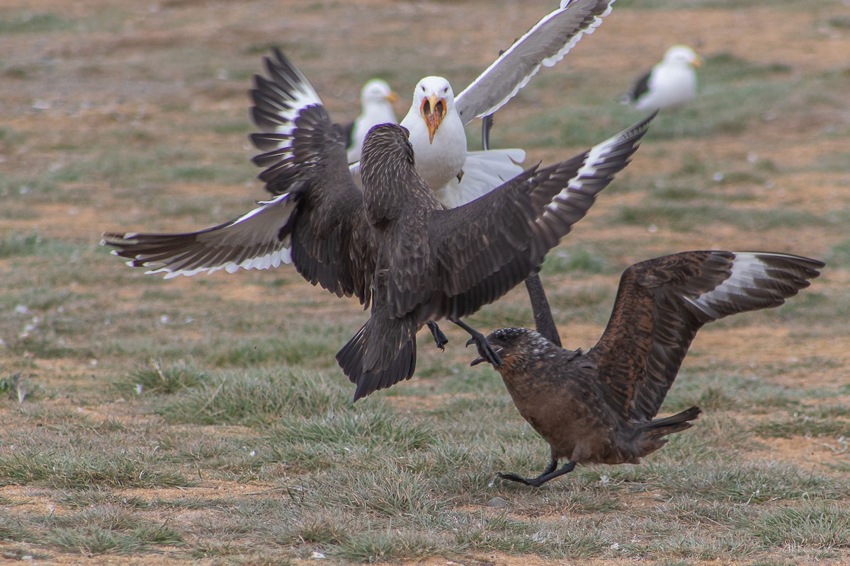 Chilean Skua - ML646008010