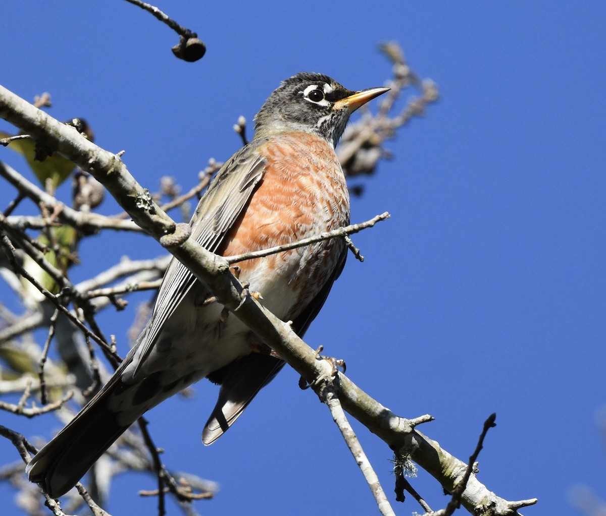 American Robin - ML646008011