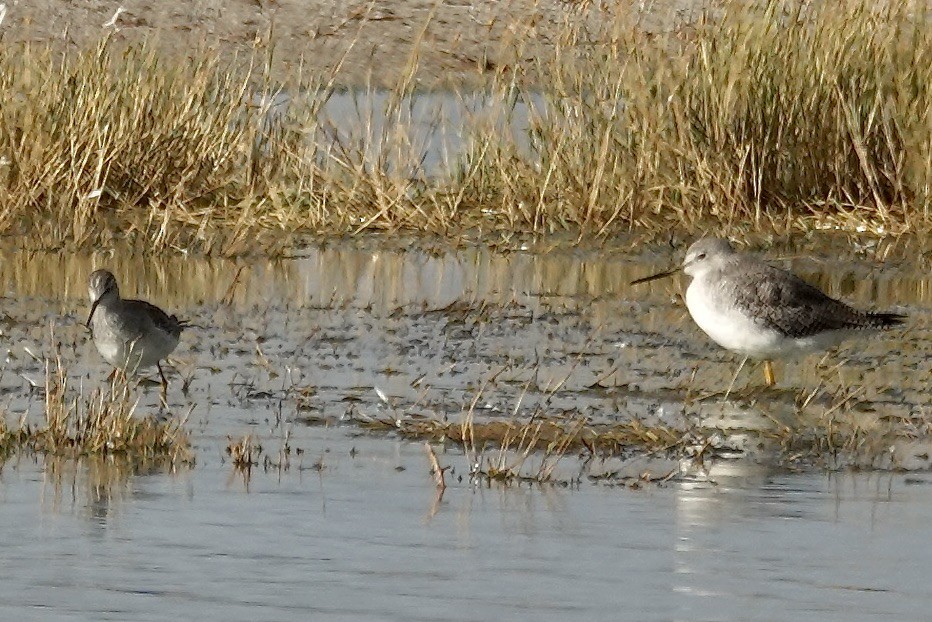 Lesser Yellowlegs - ML646008044