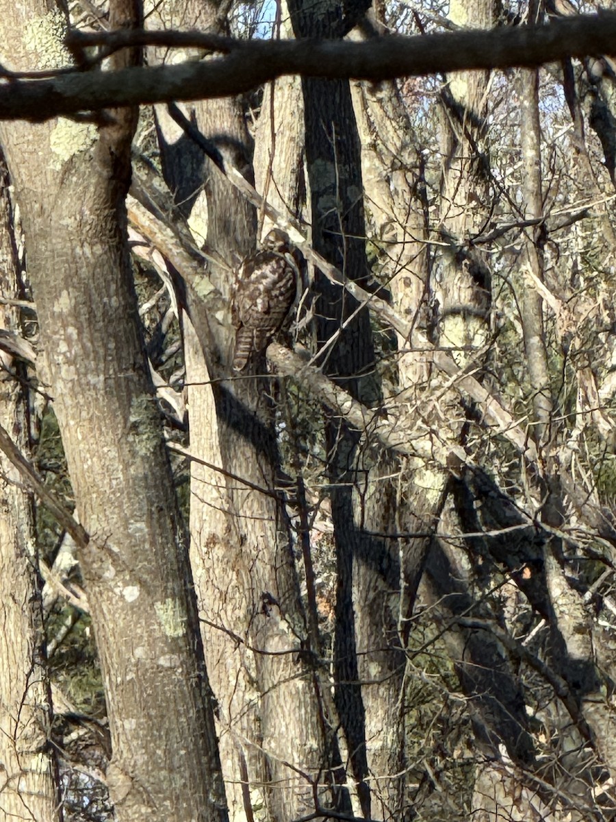 rødvingevåk - ML646008046