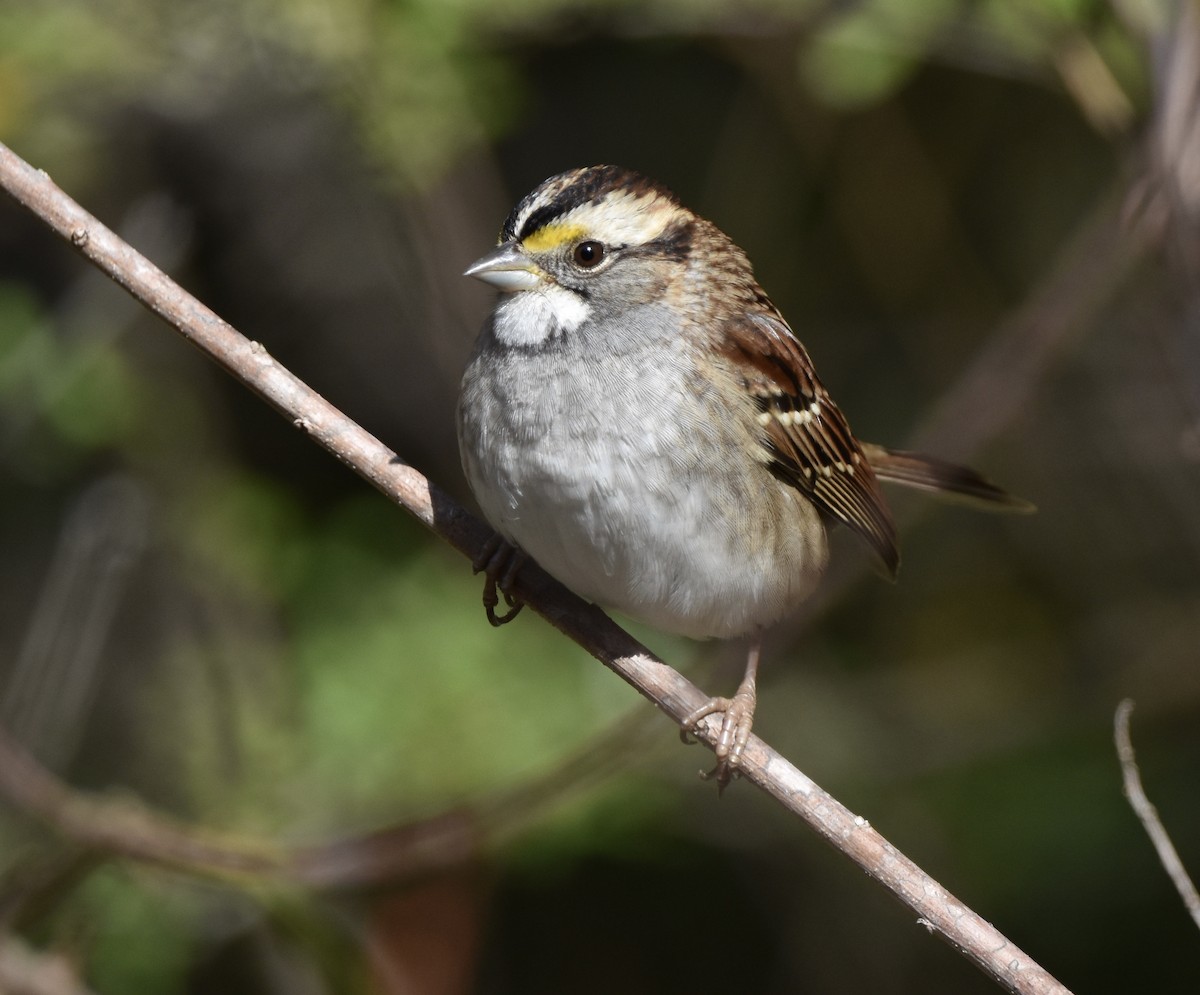 White-throated Sparrow - ML646008049