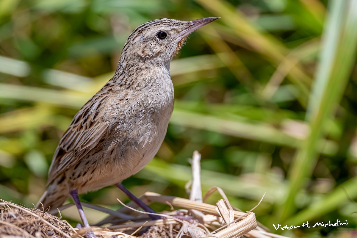 Hudson's Canastero - ML646008051