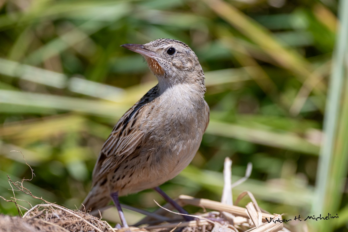 Hudson's Canastero - ML646008052