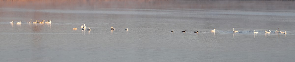 Trumpeter Swan - ML646008053
