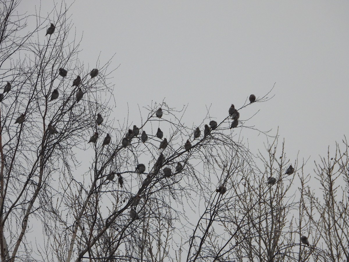 Ampelis Europeo - ML646008061