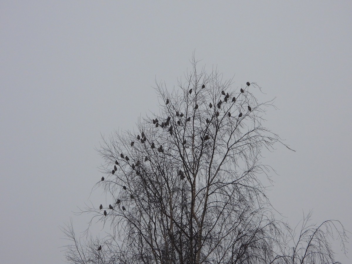 Ampelis Europeo - ML646008062