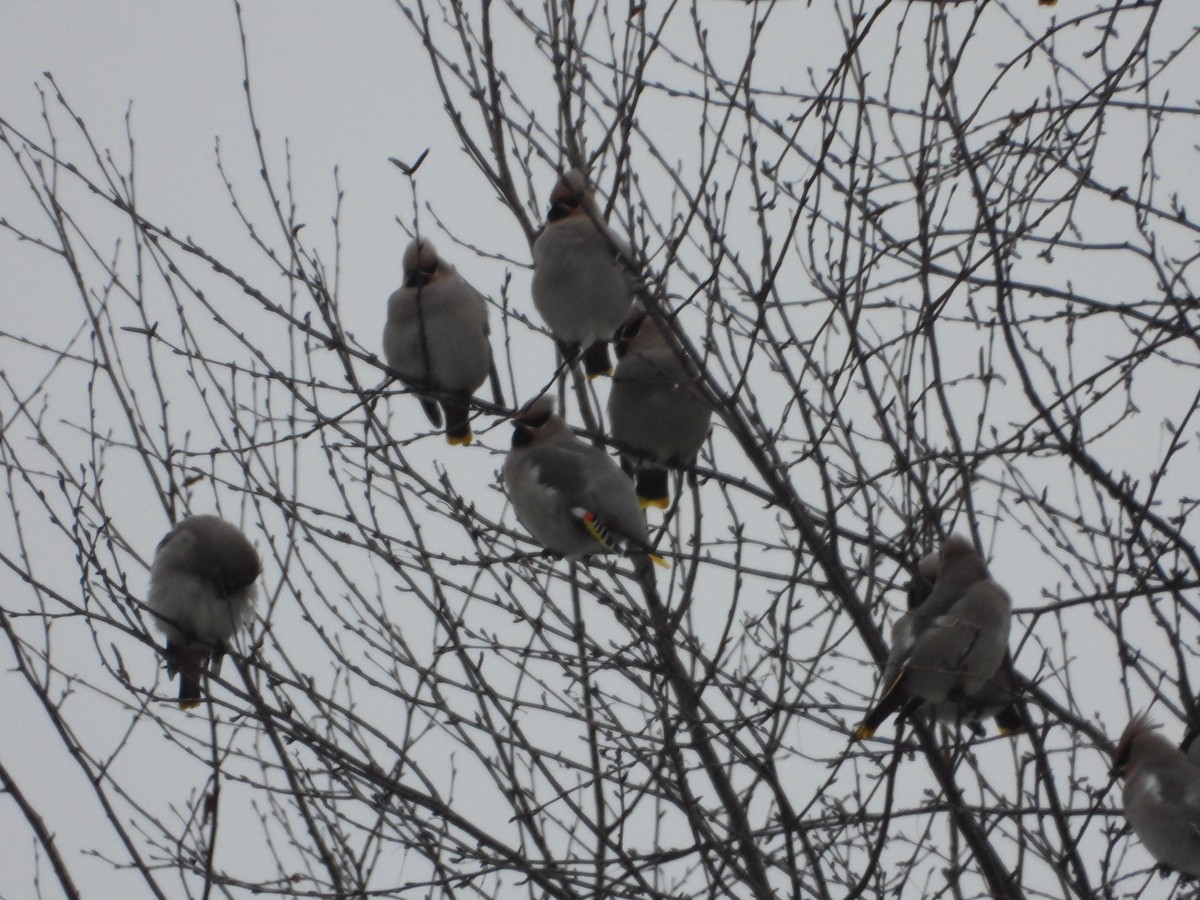 Ampelis Europeo - ML646008063