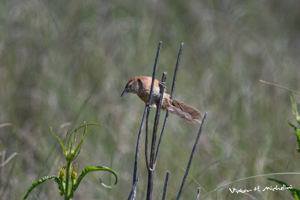 Freckle-breasted Thornbird - ML646008064