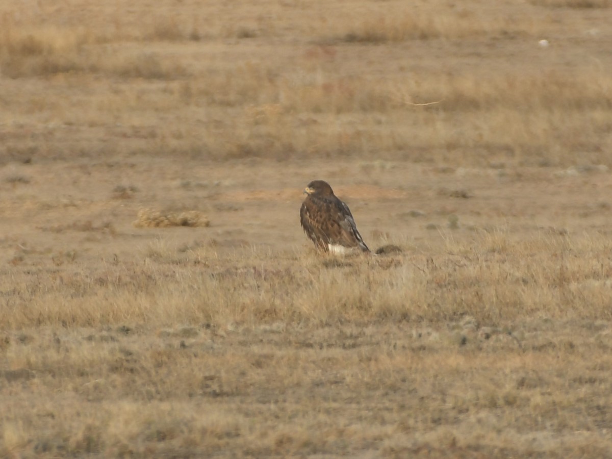 Ferruginous Hawk - ML646008065