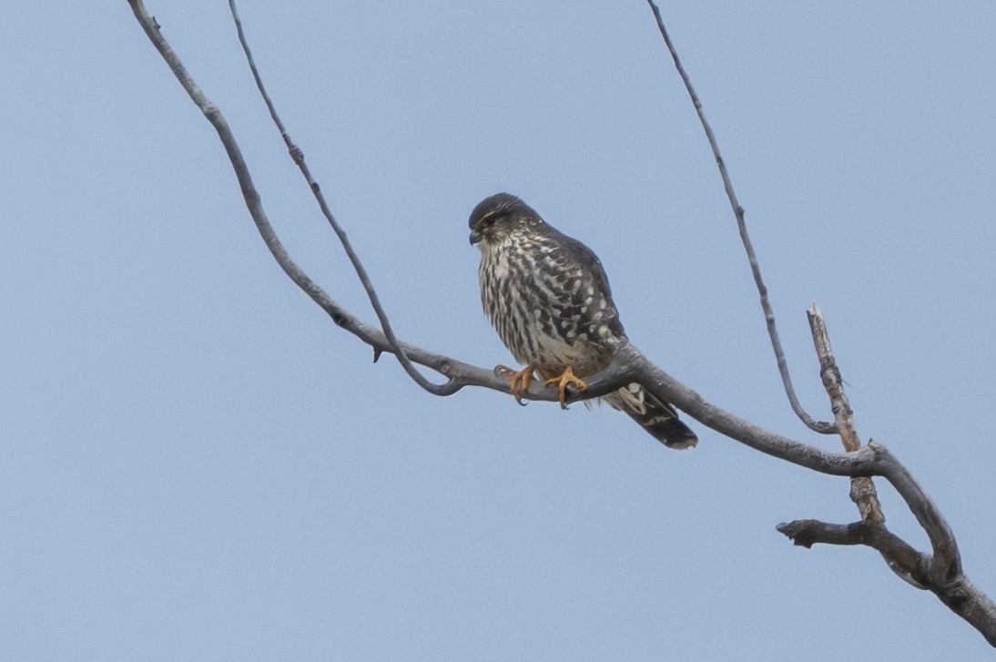 Merlin - ML646008066