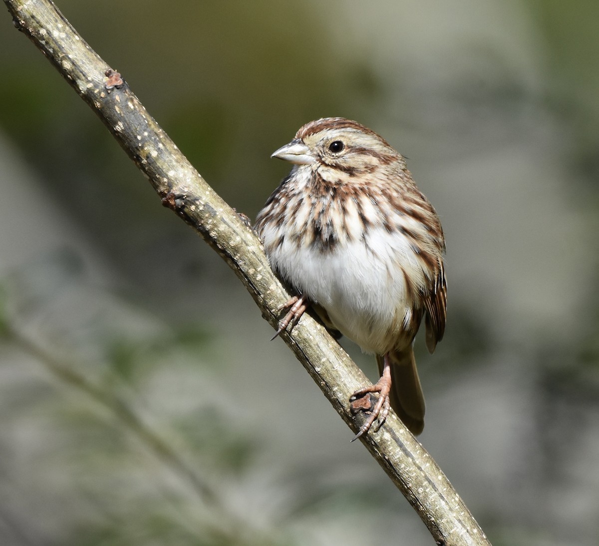 Song Sparrow - ML646008067