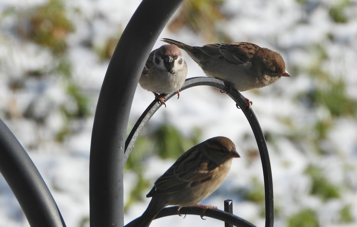 Ağaç Serçesi - ML646008073