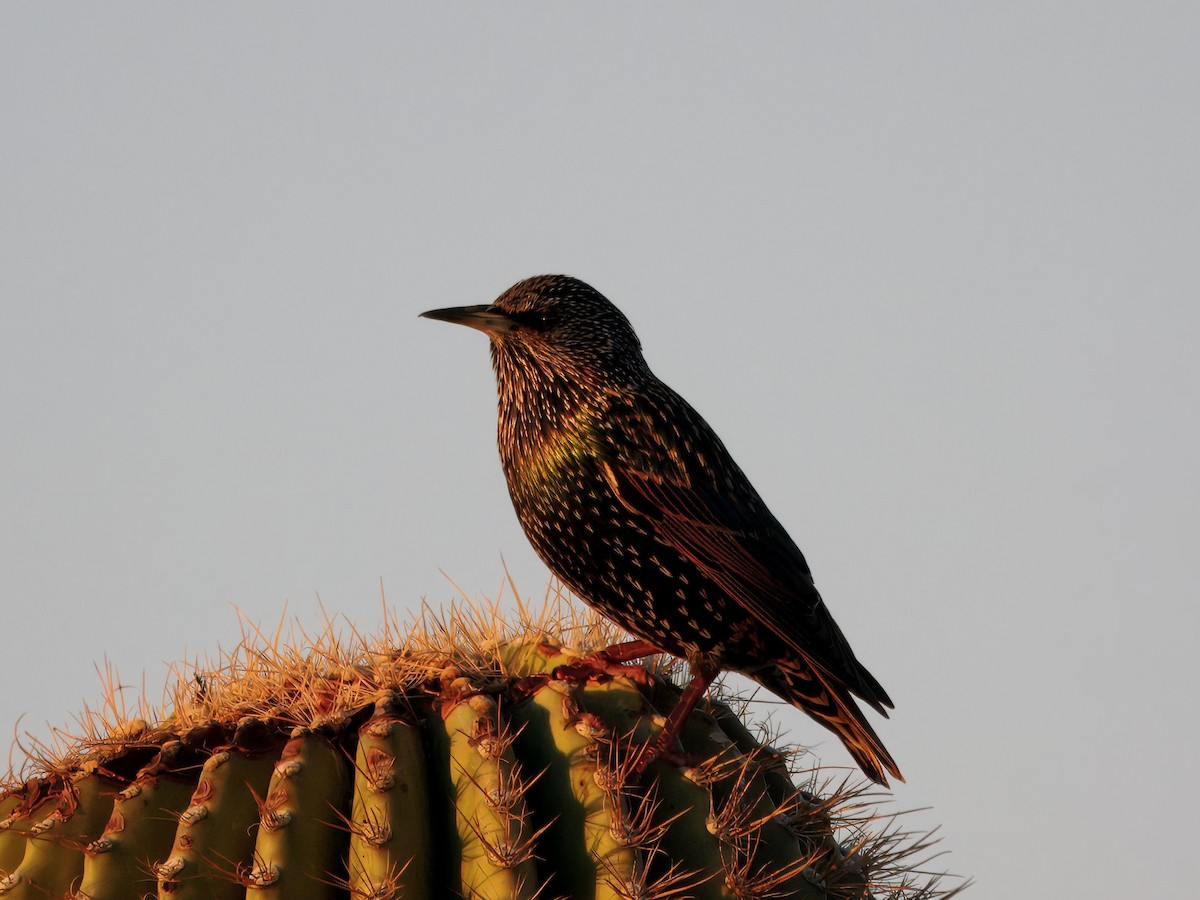 European Starling - ML646008085