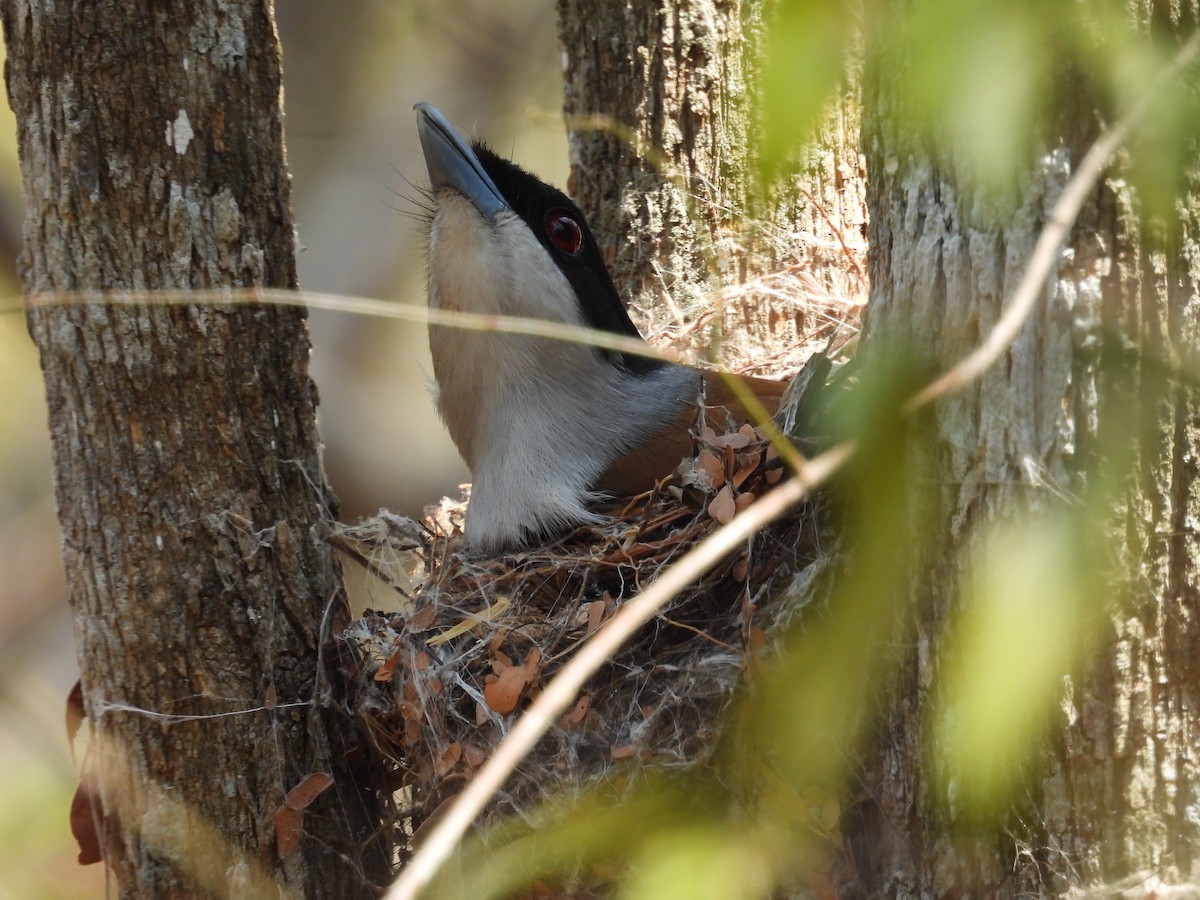 Rufous Vanga - ML646008086