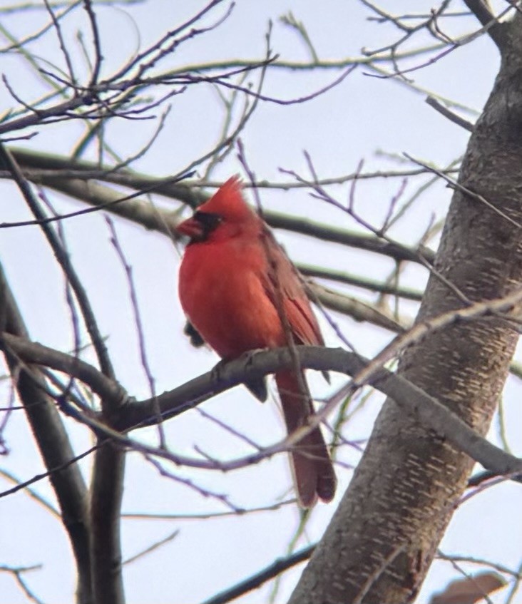 Northern Cardinal - ML646008099
