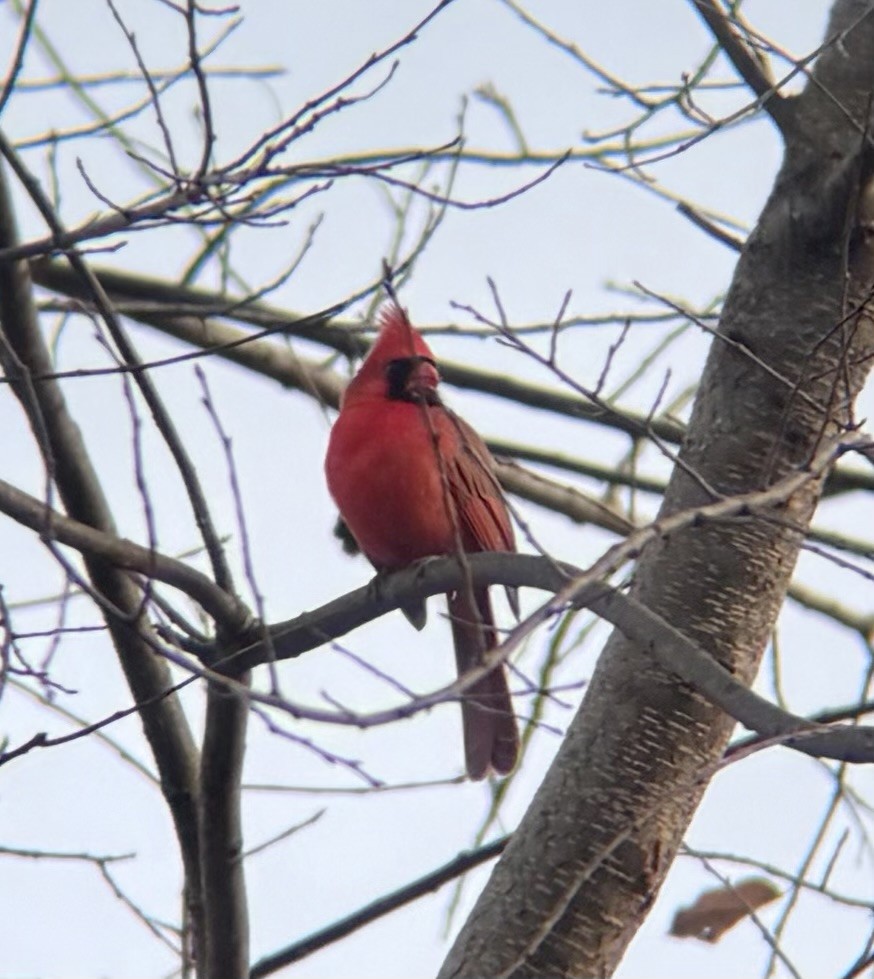 Northern Cardinal - ML646008100