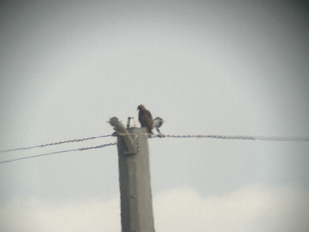 Golden Eagle - ML646008102