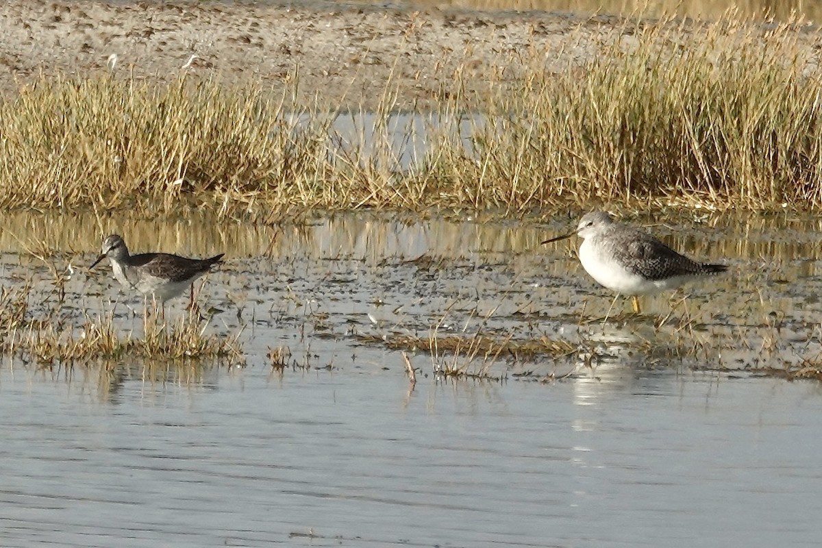 Lesser Yellowlegs - ML646008106