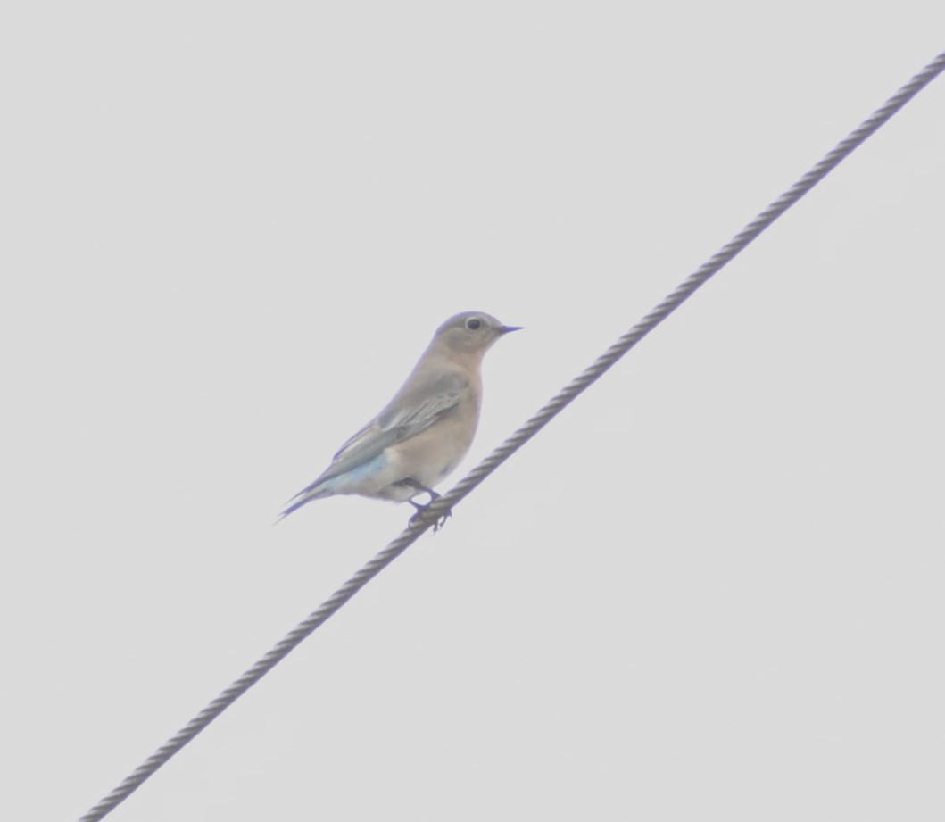 Mountain Bluebird - ML646008115