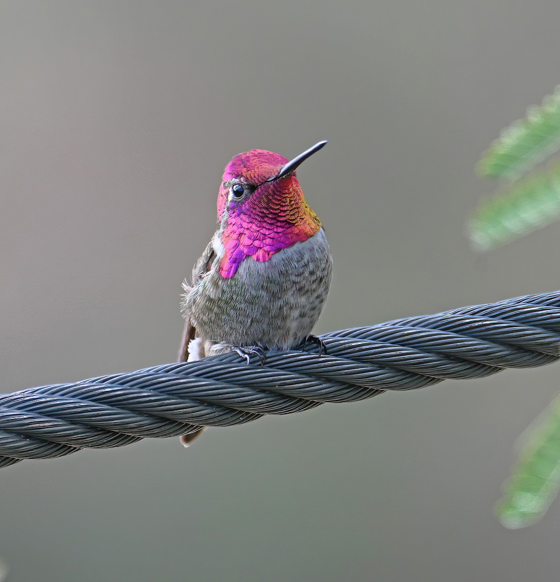 Anna's Hummingbird - ML646008116