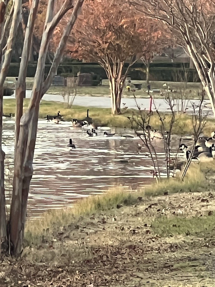 ברנטה קנדית - ML646008118