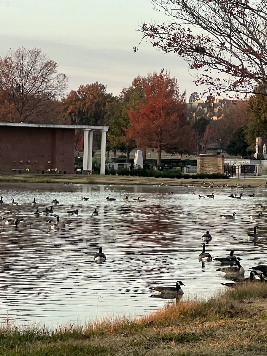 ברנטה קנדית - ML646008119