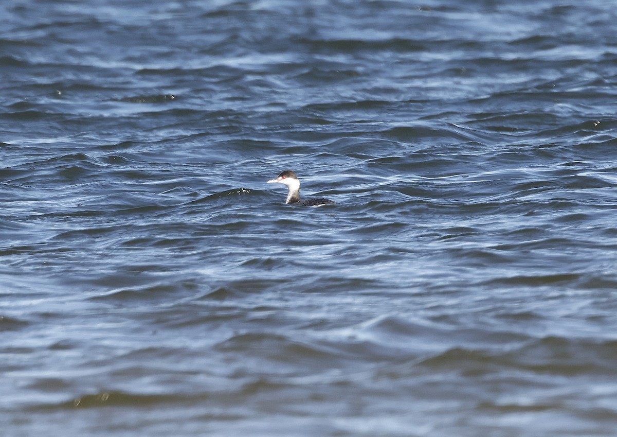 Horned Grebe - ML646008120