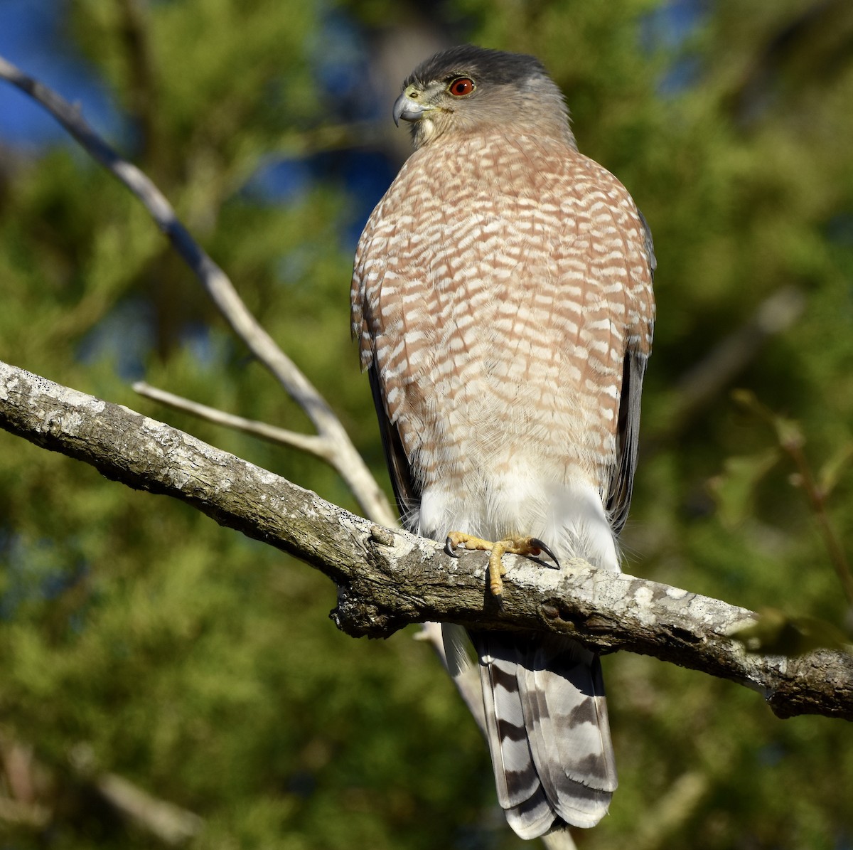 Cooper's Hawk - ML646008122