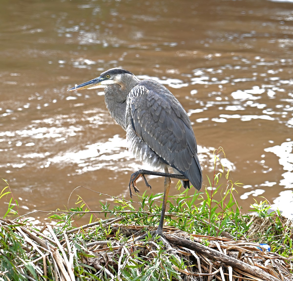 Great Blue Heron - ML646008123