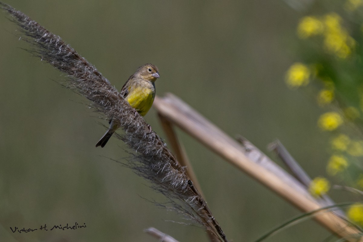 Grassland Yellow-Finch - ML646008124