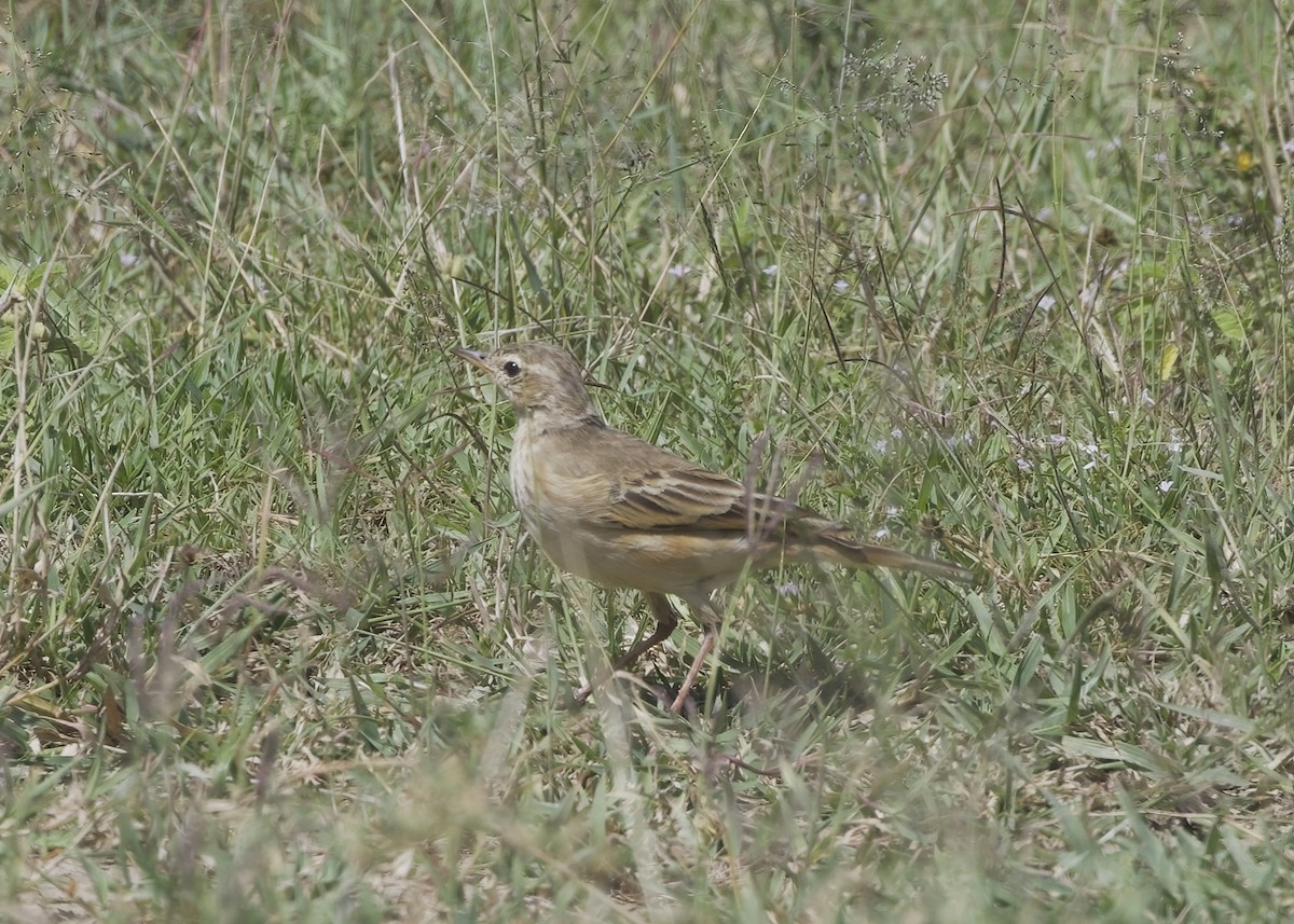 Plain-backed Pipit - ML646008128