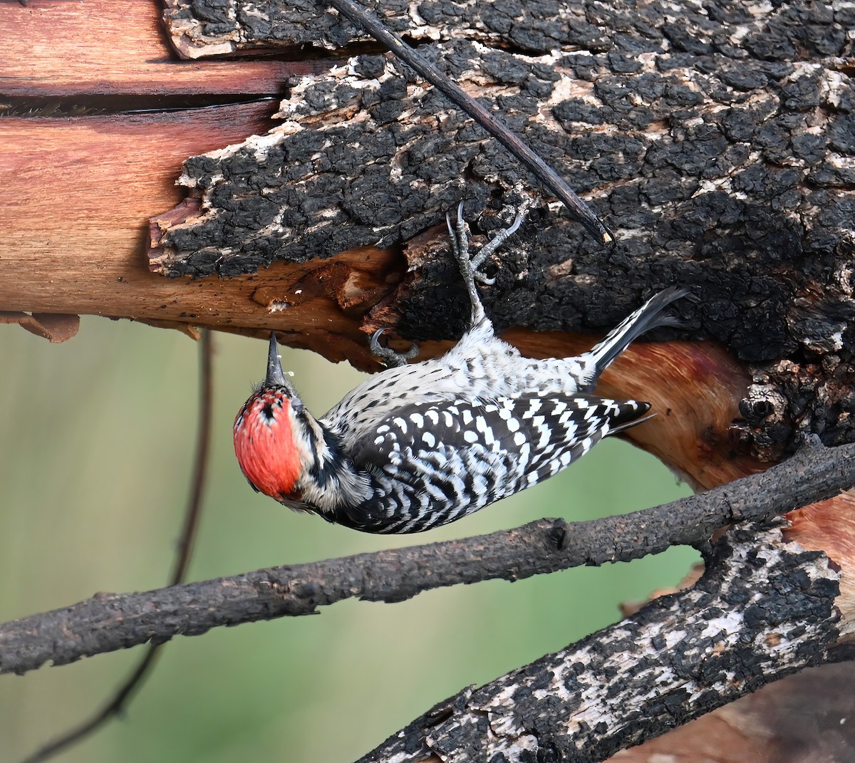 Ladder-backed Woodpecker - ML646008129