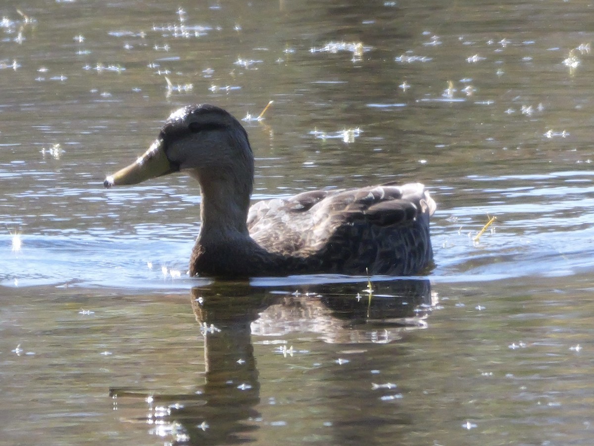 雑種 マガモ ｘ マダラガモ - ML646008130