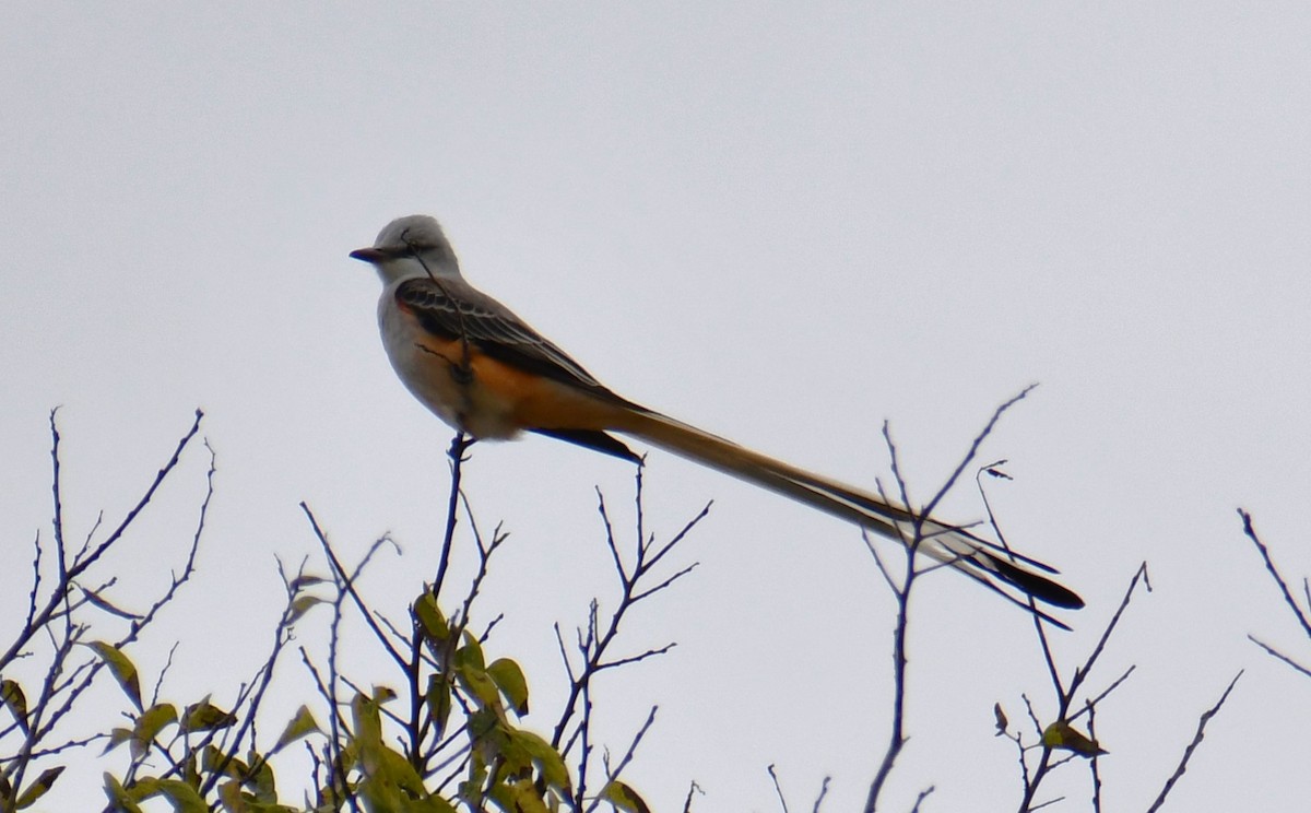 Scissor-tailed Flycatcher - ML646008133