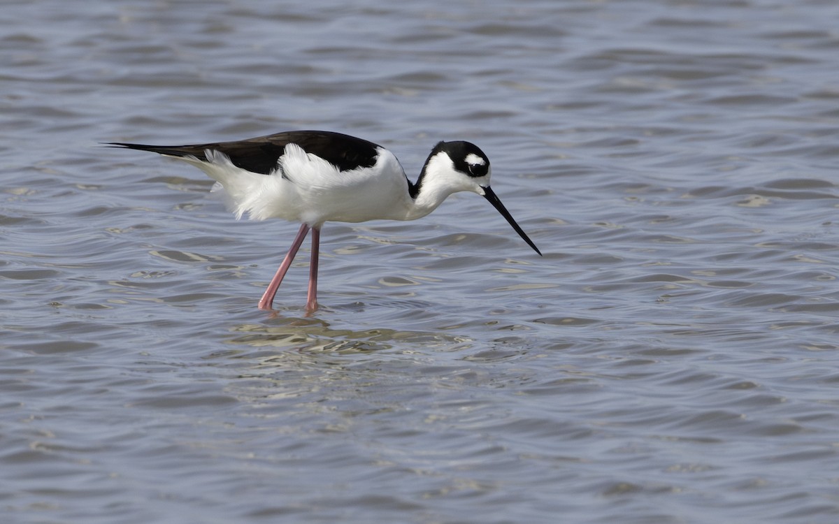 Black-necked Stilt - ML646008134