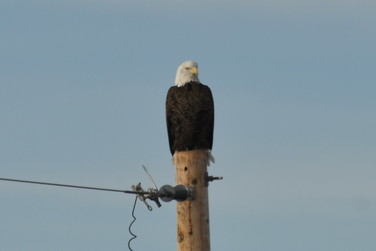 Bald Eagle - ML646008136